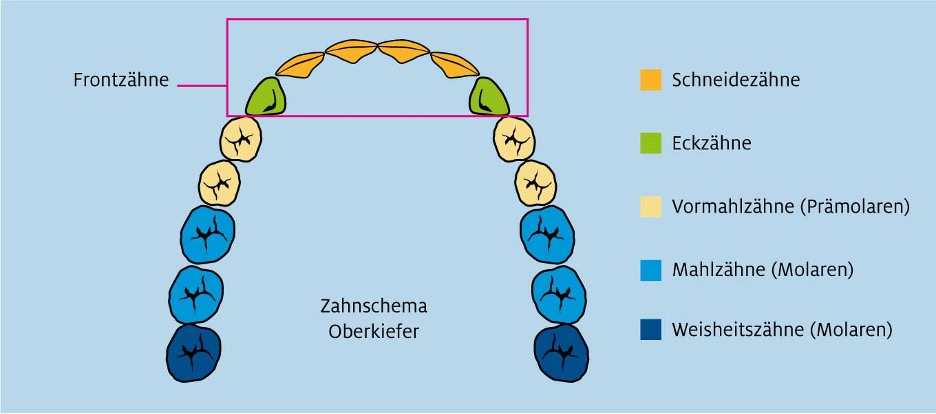 Wie viele Zähne hat ein Erwachsener?