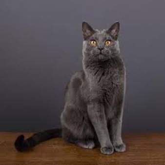 Chartreux