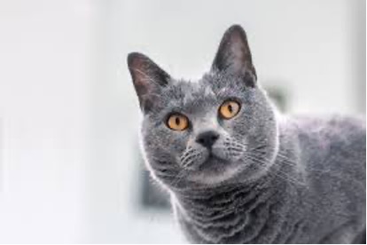 Chartreux