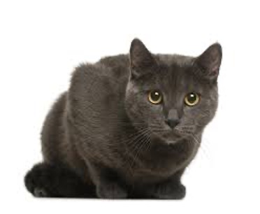 Chartreux