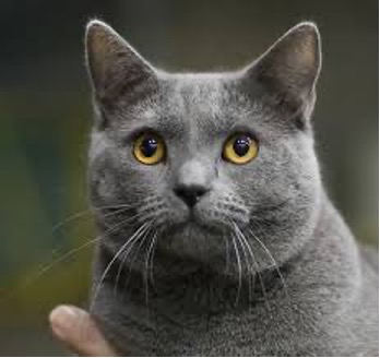 Chartreux